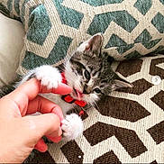 Donut joined the competition — help win amazing prizes! animal, cat, collar, comfort, cushion, cute, domestic, feline, human_hand, indoor, interaction, kitten, pattern, paw, pet, playing, resting, textile, touch, young