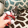animal, cat, collar, comfort, cushion, cute, domestic, feline, human_hand, indoor, interaction, kitten, pattern, paw, pet, playing, resting, textile, touch, young