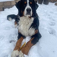 Kai joined the competition — help win amazing prizes! dog, bernese_mountain_dog, snow, outdoor, animal, pet, canine, paw, stick, winter, fur, black, white, brown, relaxed, laying_down, backyard, nature, cold, fence