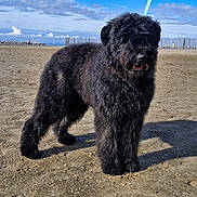 Venice participe au concours pour gagner de l'argent avec cette photo : animal, beach, black_dog, blue_sky, canine, clouds, daytime, dog, furry, landscape, leash, leash_clip, nature, outdoor, pet, sand, sky, standing, sunny, walking