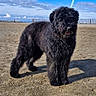 animal, beach, black_dog, blue_sky, canine, clouds, daytime, dog, furry, landscape, leash, leash_clip, nature, outdoor, pet, sand, sky, standing, sunny, walking