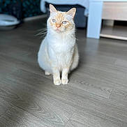 Simba participe au concours pour gagner de l'argent avec cette photo : cat, indoor, wooden_floor, blue_eyes, cream_color, fluffy, pet, animal, sitting, curious, calm, feline, domestic_cat, closeup, portrait, soft_light, blurred_background, flooring, household, cute