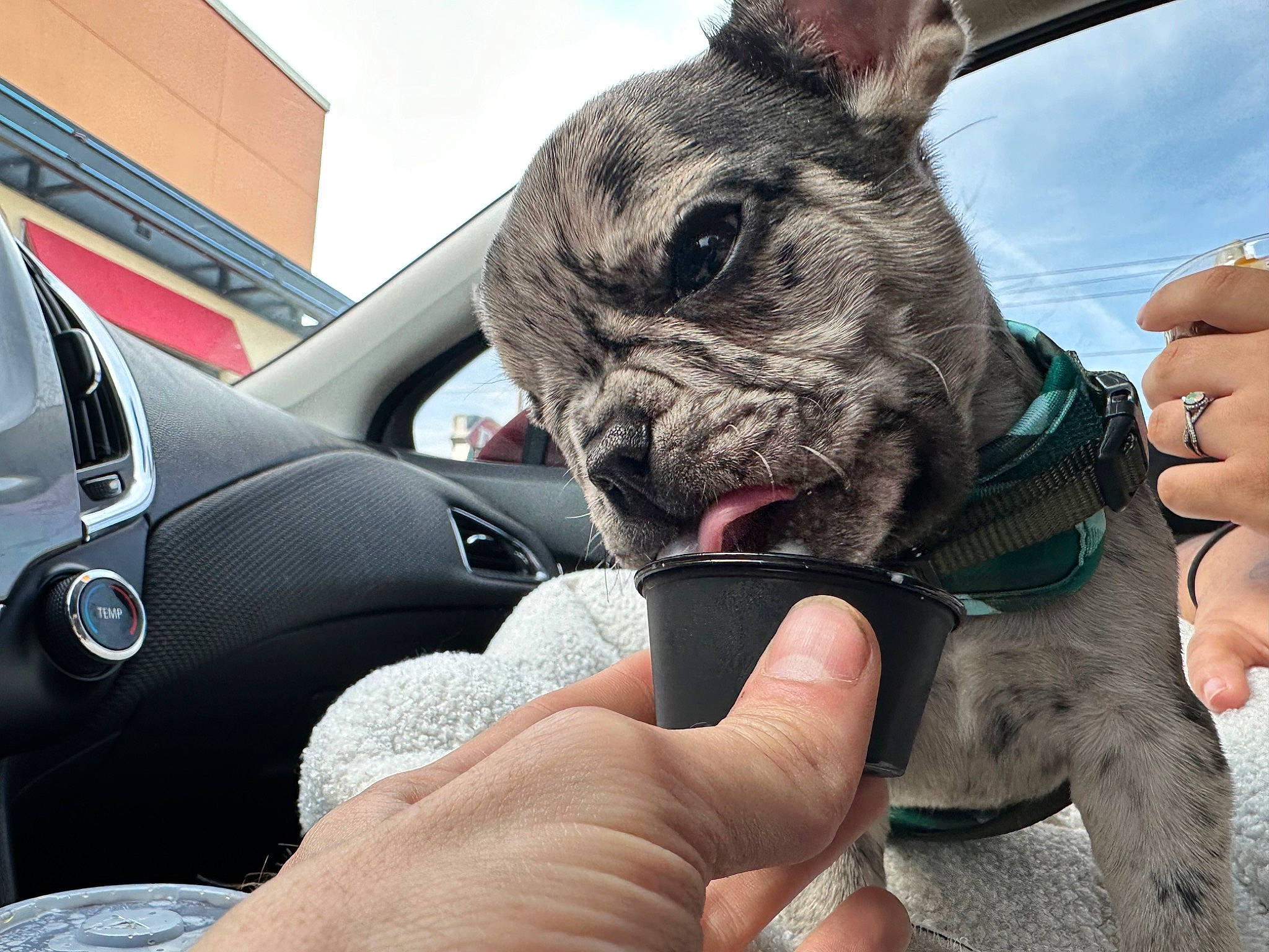 Hendrix joined the competition — help win amazing prizes! canidae, carnivore, cloud, collar, companion_dog, dog, dog_breed, dog_collar, fawn, finger, gesture, nail, sky, snout, sporting_group, steering_wheel, thumb, whiskers, working_animal, wrinkle