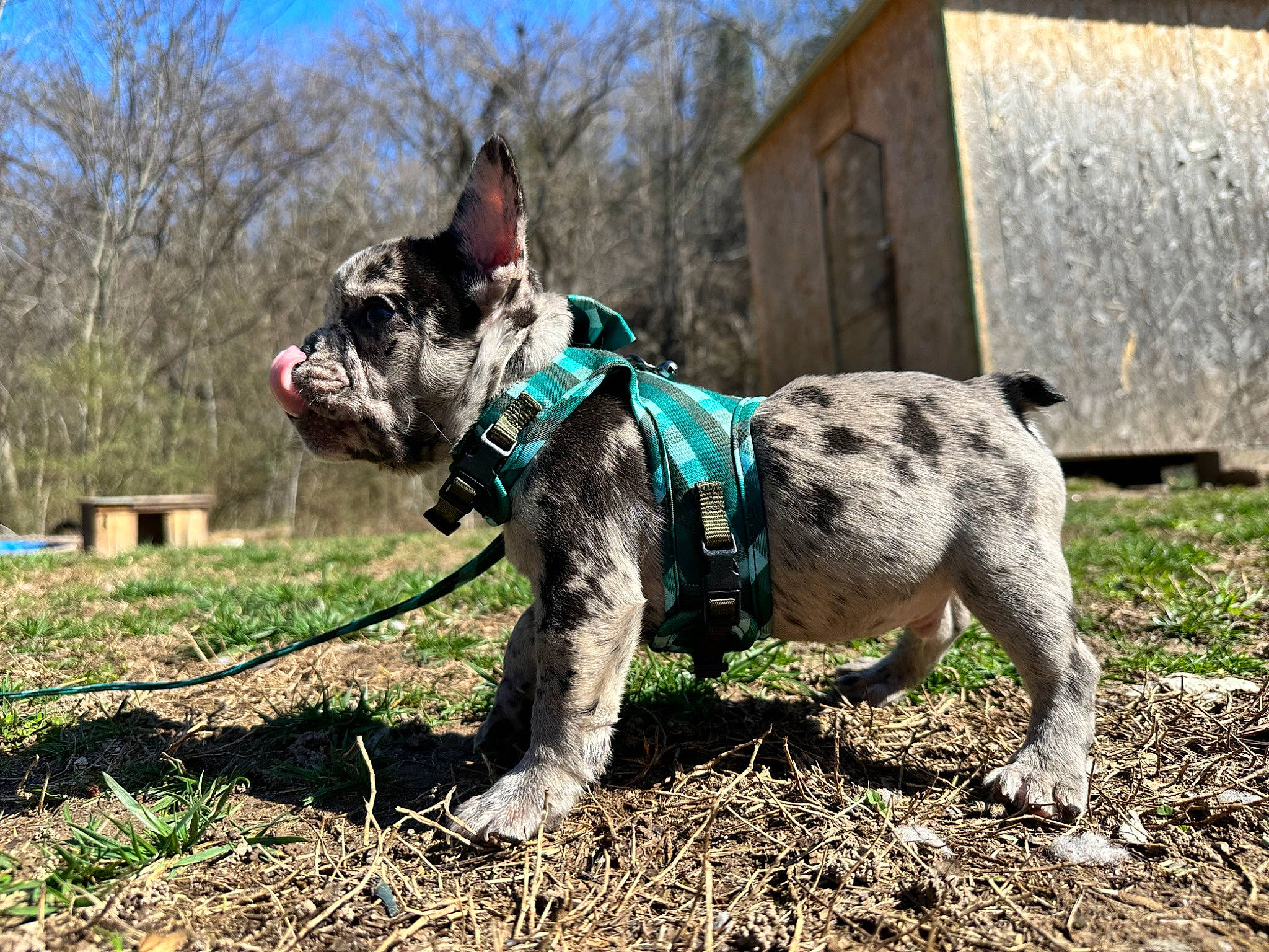 Hendrix is registered to the contest to win money with this photo: bulldog, carnivore, collar, companion_dog, dog, dog_breed, dog_clothes, dog_collar, dog_supply, fawn, grass, leash, mammal, pet_supply, plant, sky, snout, sporting_group, tree, working_animal