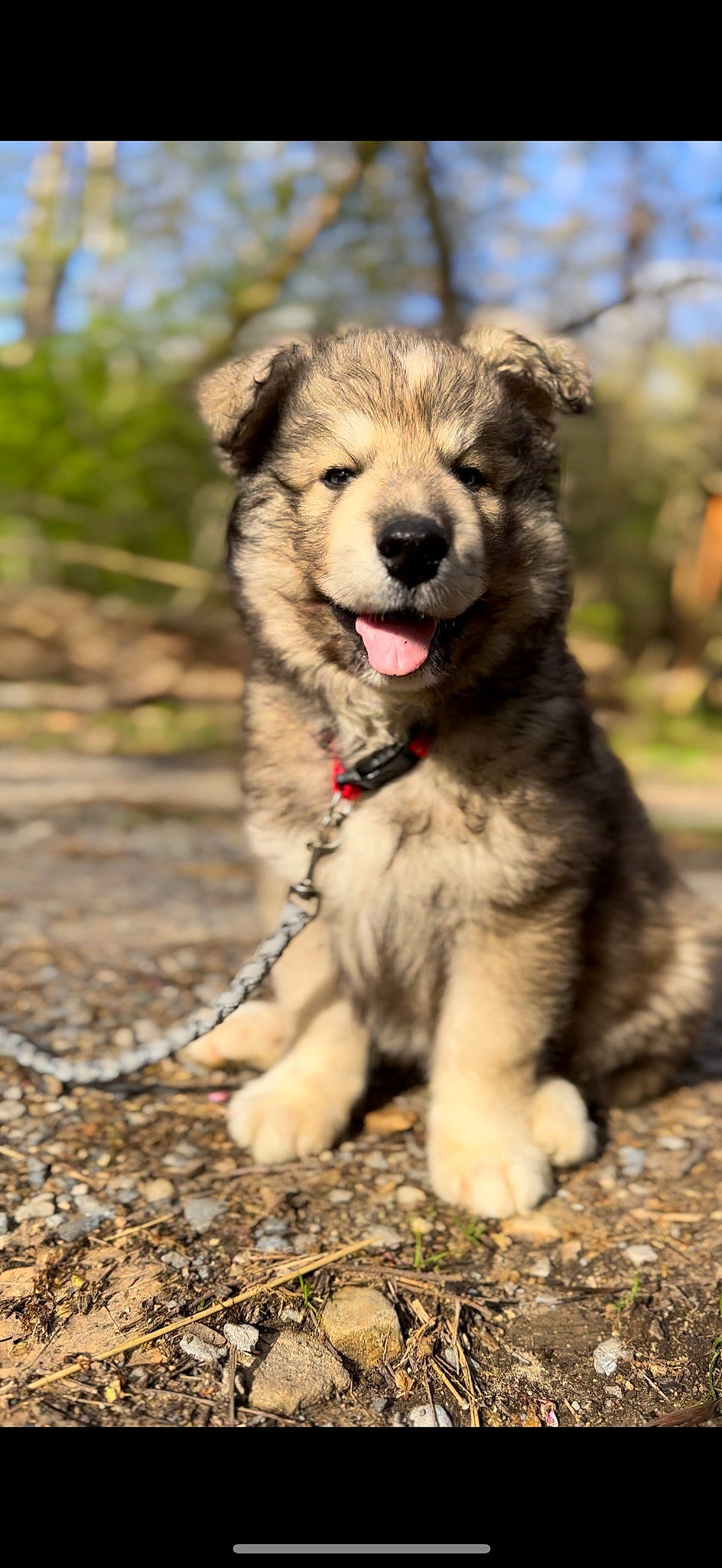 Wile E. Coyote is registered to the contest to win money with this photo: ancient_dog_breeds, canidae, carnivore, companion_dog, dog, dog_breed, fang, fawn, fur, grass, paw, puppy, snout, soil, sporting_group, tail, terrestrial_animal, tree, working_animal, working_dog