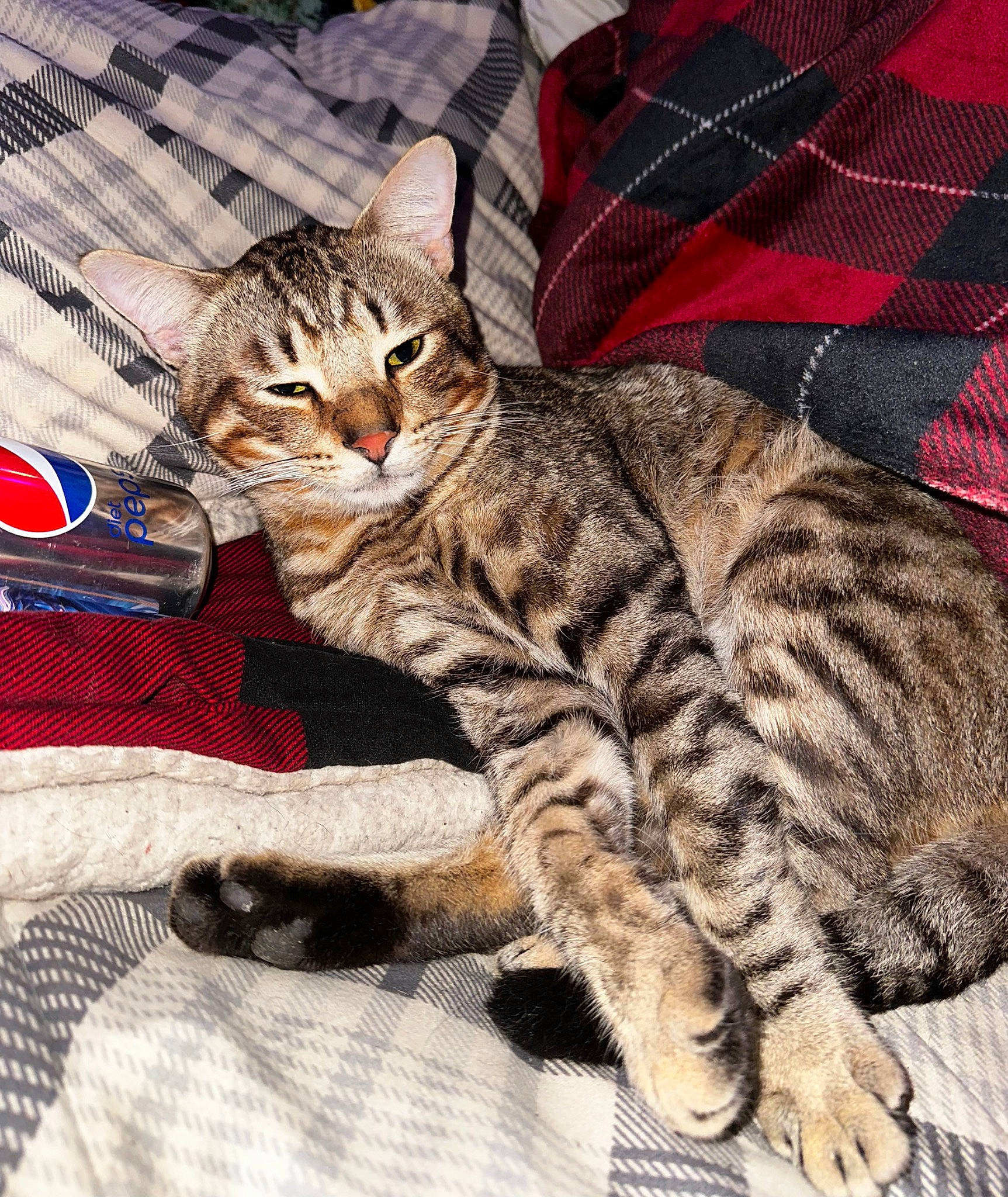 Pringles joined the competition — help win amazing prizes! carnivore, cat, claw, comfort, domestic_short_haired_cat, felidae, fur, pattern, paw, plaid, small_to_medium_sized_cats, snout, tail, tartan, terrestrial_animal, whiskers