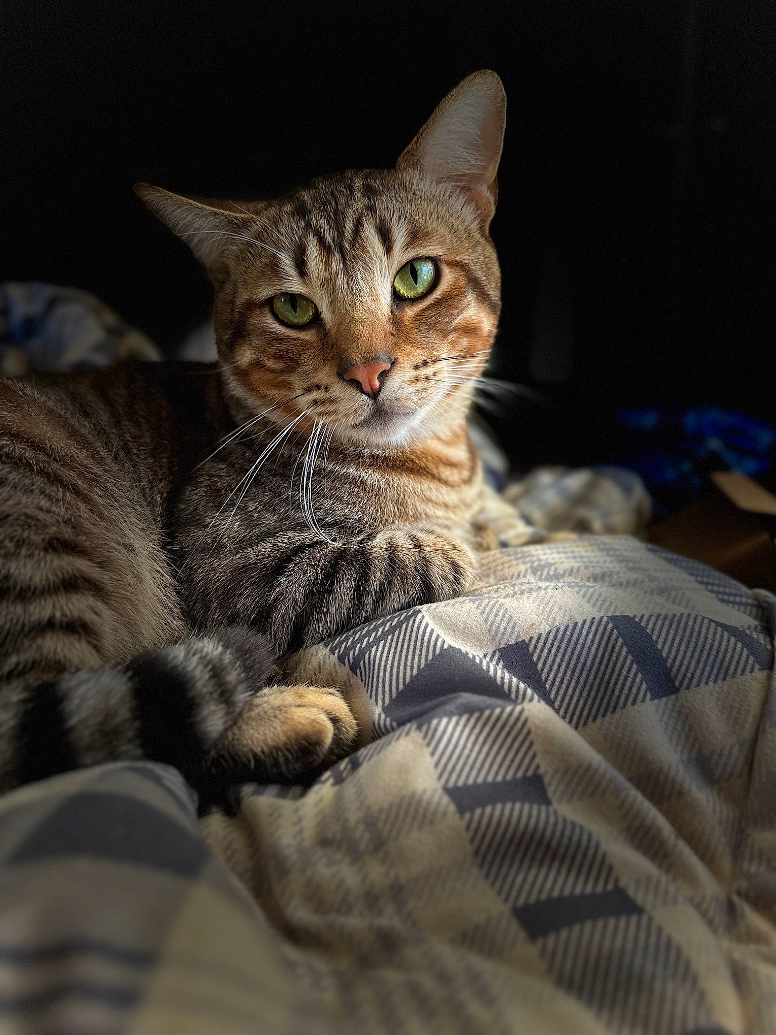 Pringles is registered to the contest to win money with this photo: carnivore, cat, cat_supply, claw, comfort, domestic_short_haired_cat, felidae, fur, linens, paw, sitting, small_to_medium_sized_cats, snout, tail, terrestrial_animal, tree, whiskers, wildlife