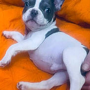Frankie is registered to the contest to win money with this photo: animal, companion, cute, dog, domestic_animal, ears, french_bulldog, fur, hand, indoor, looking, lying_down, mammal, orange_blanket, paw, pet, puppy, resting, white_and_gray, young