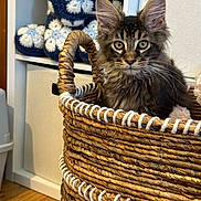 Loki joined the competition — help win amazing prizes! kitten, cat, basket, woven_basket, furry, ears, indoor, sitting, curious, pet, animal, cozy, shelf, crocheted, stuffed_animal, blue, white, wooden_floor, home, cute