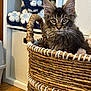 kitten, cat, basket, woven_basket, furry, ears, indoor, sitting, curious, pet, animal, cozy, shelf, crocheted, stuffed_animal, blue, white, wooden_floor, home, cute