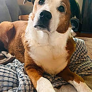 Charley Brown joined the competition — help win amazing prizes! animal, blanket, brown_and_white, canine, comfort, companion, couch, cozy, cute, dog, domestic, friendly, fur, household, indoor, looking, paw, pet, portrait, relaxed