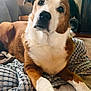 animal, blanket, brown_and_white, canine, comfort, companion, couch, cozy, cute, dog, domestic, friendly, fur, household, indoor, looking, paw, pet, portrait, relaxed