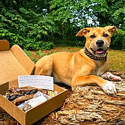 Agnes joined the competition — help win amazing prizes! dog, outdoor, log, cardboard_box, dog_treats, note, greenery, forest, happy, collar, animal, pet, nature, wood, paw, grass, playful, canine, summer, relaxing