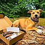 dog, outdoor, log, cardboard_box, dog_treats, note, greenery, forest, happy, collar, animal, pet, nature, wood, paw, grass, playful, canine, summer, relaxing