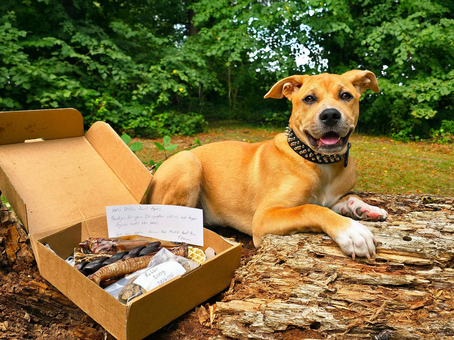 Agnes joined the competition — help win amazing prizes! dog, outdoor, log, cardboard_box, dog_treats, note, greenery, forest, happy, collar, animal, pet, nature, wood, paw, grass, playful, canine, summer, relaxing