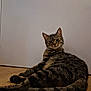 cat, tabby, pet, indoor, floor, wooden_floor, collar, bell, feline, animal, striped, relaxed, looking_back, ears_up, whiskers, tail, domestic_cat, cute, curious, resting