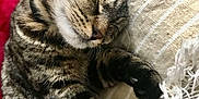 Tchoutchou a rejoint le concours — aidez-le/la à gagner de superbes lots ! cat, tabby, sleeping, paws, cushion, embroidery, sequins, fringe, closeup, fur, whiskers, relaxation, indoor, cozy, napping, pet, animal, cute, resting, soft