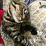 cat, tabby, sleeping, paws, cushion, embroidery, sequins, fringe, closeup, fur, whiskers, relaxation, indoor, cozy, napping, pet, animal, cute, resting, soft