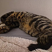 Tchoutchou a rejoint le concours — aidez-le/la à gagner de superbes lots ! cat, tabby, sleeping, pet, fur, cozy, bed, blanket, indoor, animal, cute, relaxed, whiskers, paws, tail, striped, resting, domestic, feline, soft