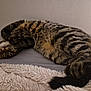 cat, tabby, sleeping, pet, fur, cozy, bed, blanket, indoor, animal, cute, relaxed, whiskers, paws, tail, striped, resting, domestic, feline, soft