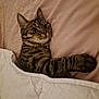 cat, tabby, pet, bed, blanket, indoor, feline, resting, paw, fur, cute, cozy, domestic_animal, striped, whiskers, sleepy, animal, comfort, relaxed, cute_pet