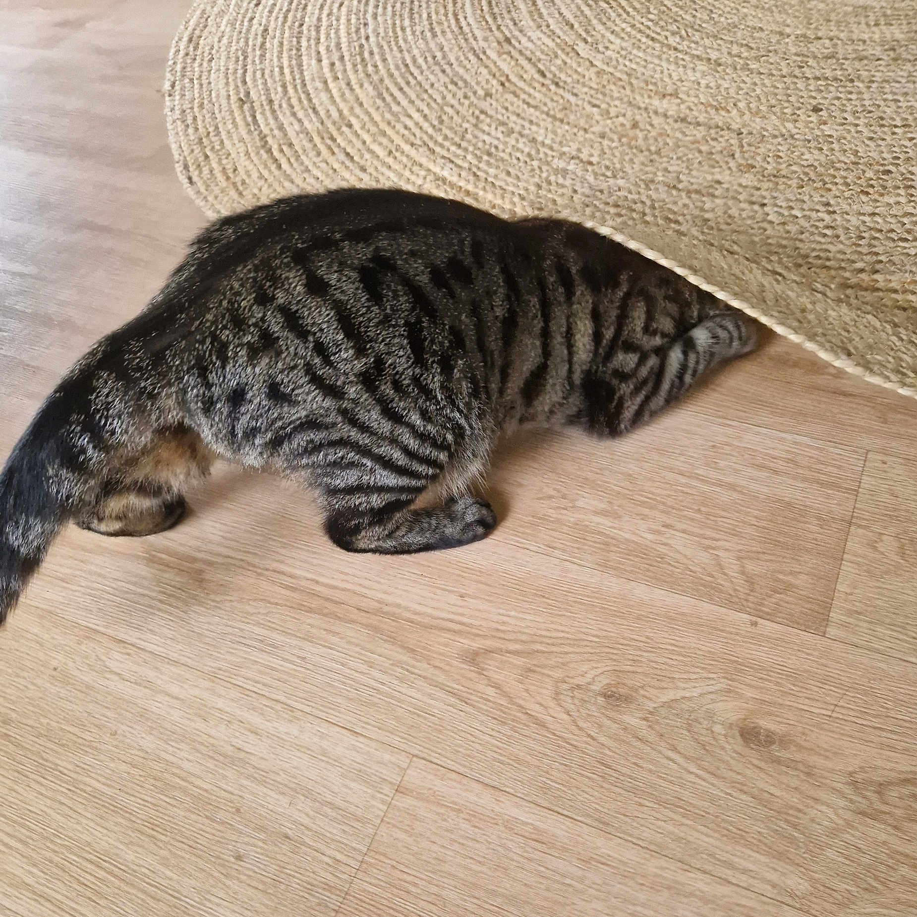 Tchoutchou participe au concours pour gagner de l'argent avec cette photo : animal, cat, cozy, curious, domestic_cat, feline, floor, hiding, home, indoor, pattern, pet, playful, rug, striped, tabby, tail, texture, wooden_floor, woven