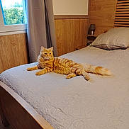 Roucky participe au concours pour gagner de l'argent avec cette photo : bed, bedspread, cat, cozy, curtains, domestic_animal, furniture, home, indoor, natural_light, orange_tabby, pet, pillow, relaxed, resting, room, sleeping_area, textured, window, wood_paneling