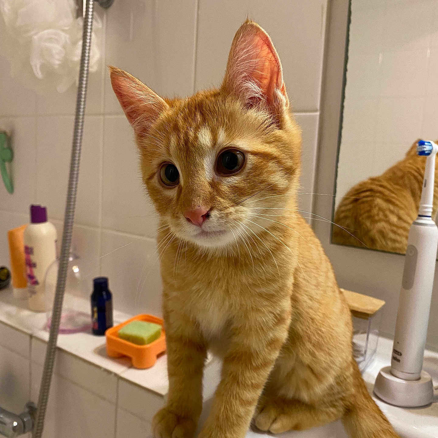Kampun participe au concours pour gagner de l'argent avec cette photo : abyssinian, animal, basin, bathing, bathroom, bathtub, brush, cat, device, indoors, kitten, manx, person, pet, room, sink, tap, tool, toothbrush, tub