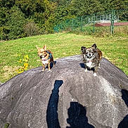 Tara Et Caramelle a rejoint le concours — aidez-le/la à gagner de superbes lots ! animal, blue_sky, canine, collar, daytime, dog, fence, field, grass, leash, nature, outdoor, park, pet, playful, rock, shadow, small_dog, sunny, trees