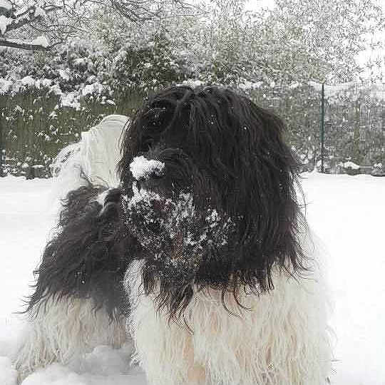 Bouba