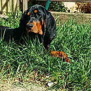 Volcan participe au concours pour gagner de l'argent avec cette photo : dog, grass, outdoor, sunlight, fence, greenery, pet, canine, nature, yard, leaves, wood, animal, resting, summer, daylight, black, brown, fur, quiet