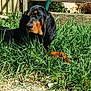 dog, grass, outdoor, sunlight, fence, greenery, pet, canine, nature, yard, leaves, wood, animal, resting, summer, daylight, black, brown, fur, quiet