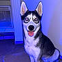 Rocky participe au concours pour gagner de l'argent avec cette photo : dog, husky, indoor, mat, floor, blue_light, tongue_out, pet, canine, sitting, eyes_reflection, playful, friendly, fur, ears, nose, animal, house, tile_floor, portrait