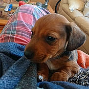 Sanka participe au concours pour gagner de l'argent avec cette photo : animal, architecture, blanket, building, canine, couch, cup, cushion, dog, furniture, homedecor, hound, indoors, linen, livingroom, pet, puppy, room, terrier, towel