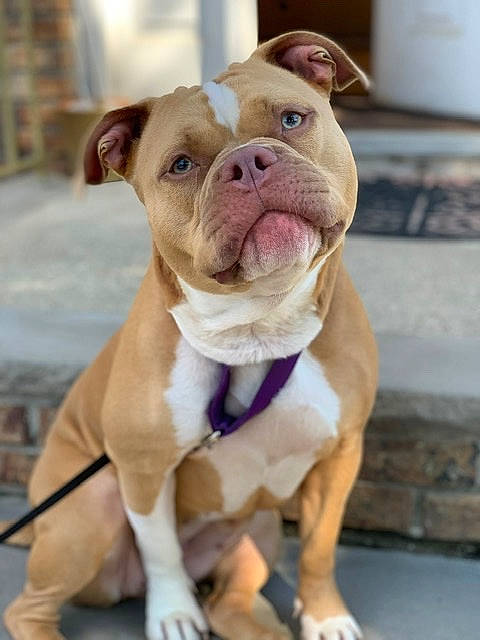 Honeybear is registered to the contest to win money with this photo: bulldog, canidae, carnivore, collar, companion_dog, dog, dog_breed, dog_collar, fawn, fur, liver, molosser, pet_supply, snout, sporting_group, terrestrial_animal, tie, whiskers, working_animal, wrinkle