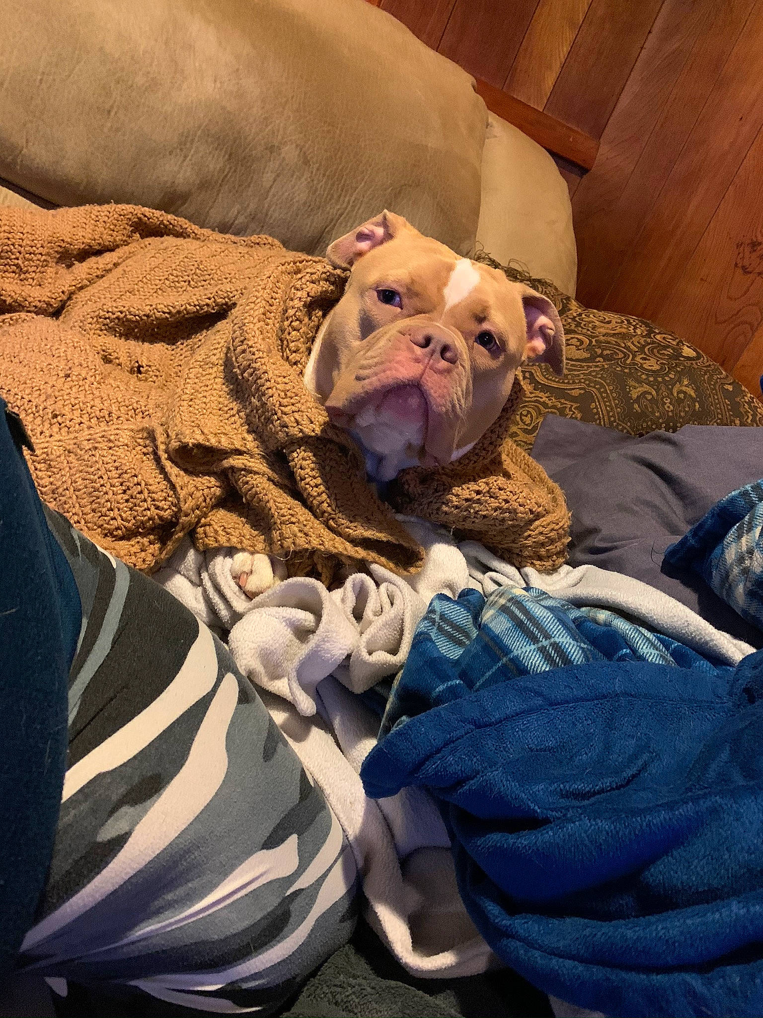 Honeybear is registered to the contest to win money with this photo: baby, bed, bed_sheet, bedding, bedtime, carnivore, comfort, companion_dog, couch, dog_breed, felidae, fur, head, human_body, linens, nap, pillow, room, sporting_group, stuffed_toy