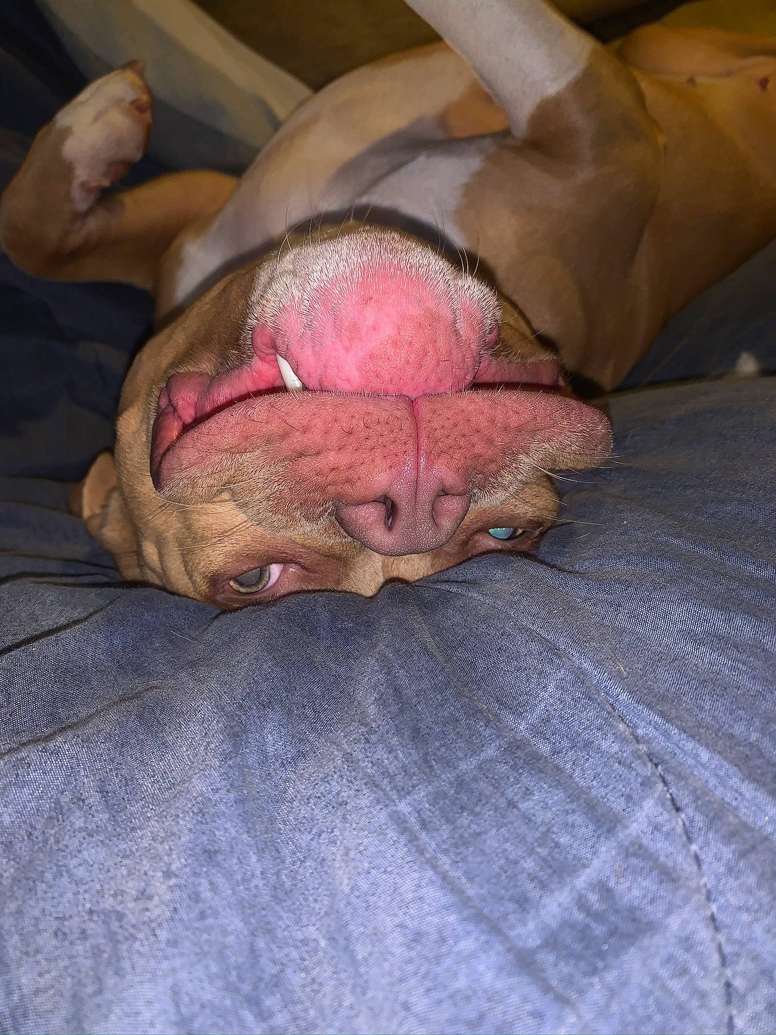 Honeybear joined the competition — help win amazing prizes! canidae, carnivore, claw, comfort, companion_dog, dog, dog_breed, fawn, flesh, flooring, foot, fur, liver, nap, sleep, snout, sporting_group, terrestrial_animal, whiskers, wrinkle