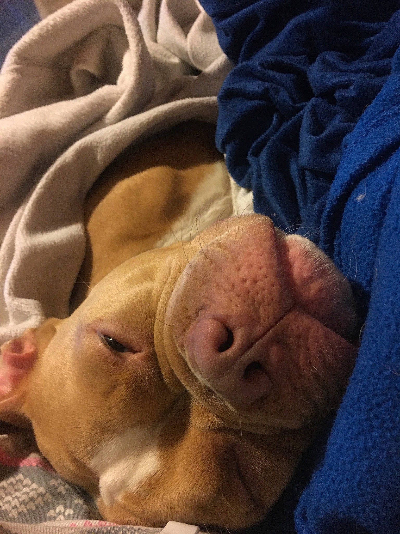 Honeybear is registered to the contest to win money with this photo: blue, canidae, carnivore, comfort, companion_dog, dog, dog_breed, electric_blue, fawn, human_body, human_leg, linens, sand, snout, sporting_group, suidae, terrestrial_animal, whiskers, working_animal, wrinkle