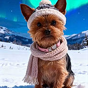 Neli participe au concours pour gagner de l'argent avec cette photo : dog, yorkshire_terrier, winter, snow, hat, scarf, pacifier, mountains, northern_lights, outdoor, cold_weather, cute, pet, animal, fur, nature, sky, landscape, small_dog, accessory