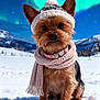 dog, yorkshire_terrier, winter, snow, hat, scarf, pacifier, mountains, northern_lights, outdoor, cold_weather, cute, pet, animal, fur, nature, sky, landscape, small_dog, accessory