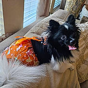 Lily is registered to the contest to win money with this photo: black_and_white, bow, costume, couch, cute, dog, happy, indoor, long_fur, orange_tutu, perky_ears, pet, pillow, portrait, small_dog, sofa, tail, tongue_out, wide_eyes, window