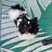 Lily is registered to the contest to win money with this photo: animal, black_and_white, bright, companion, cute, dog, ears, fluffy, fur, happy, indoors, looking_up, mat, pattern, pet, playful, sitting, small_dog, tail, tongue_out