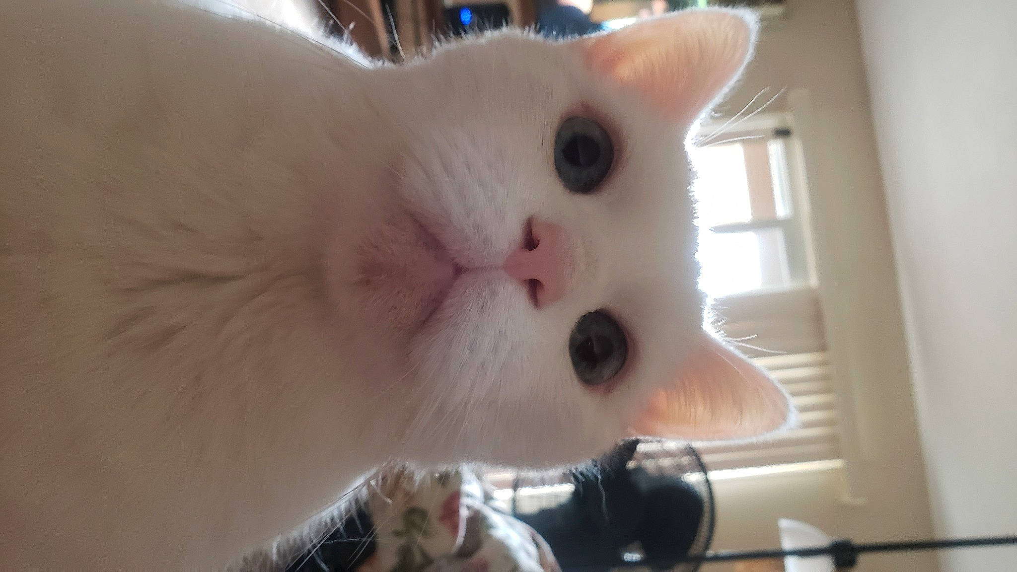 Bo Bo is registered to the contest to win money with this photo: camera, carnivore, cat, claw, domestic_short_haired_cat, ear, fang, fawn, felidae, fur, nose, paw, single_lens_reflex_camera, small_to_medium_sized_cats, snout, tail, whiskers, window