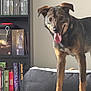 dog, pet, indoor, animal, tongue_out, dog_bed, bookshelf, books, games, floor, carpet, happy, brown, black, standing, mammal, home, cozy, shelf, background