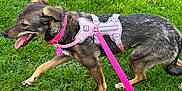 Eevee joined the competition — help win amazing prizes! dog, animal, pet, grass, outdoor, leash, harness, canine, walking, playful, nature, greenery, happy, tongue_out, brindle, collar, summer, daytime, active, side_view