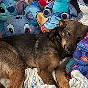 Eevee is registered to the contest to win money with this photo: dog, sleeping, plush_toys, stuffed_animals, stitch, blanket, cozy, resting, cute, brown_fur, colorful, soft, comfort, indoors, closeup, animal, pet, relaxation, snuggle, toy_collection