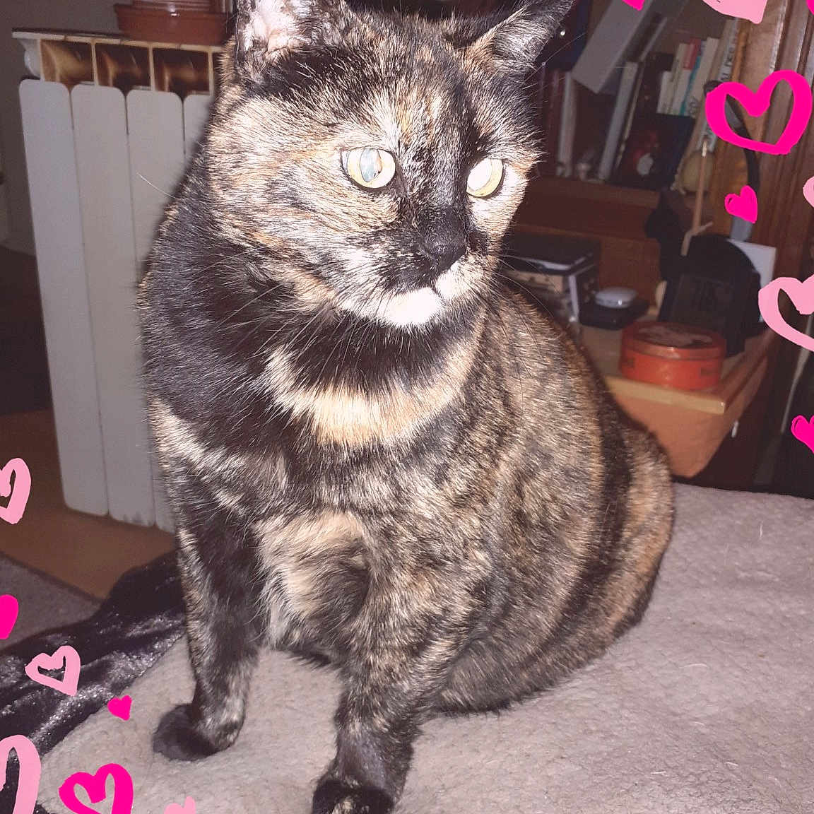 Sherry a rejoint le concours — aidez-le/la à gagner de superbes lots ! animal, blanket, cat, companion, cozy, curious, cute, domestic, ears, eyes, feline, fur_pattern, heart_doodles, household, indoor, pet, sitting, soft_texture, tortoiseshell, whiskers