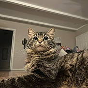 Cleo is registered to the contest to win money with this photo: cat, tabby, indoor, floor, fur, whiskers, ears, eyes, pet, animal, home, cozy, furniture, wooden_floor, relaxed, curious, mammal, domestic_animal, portrait, closeup