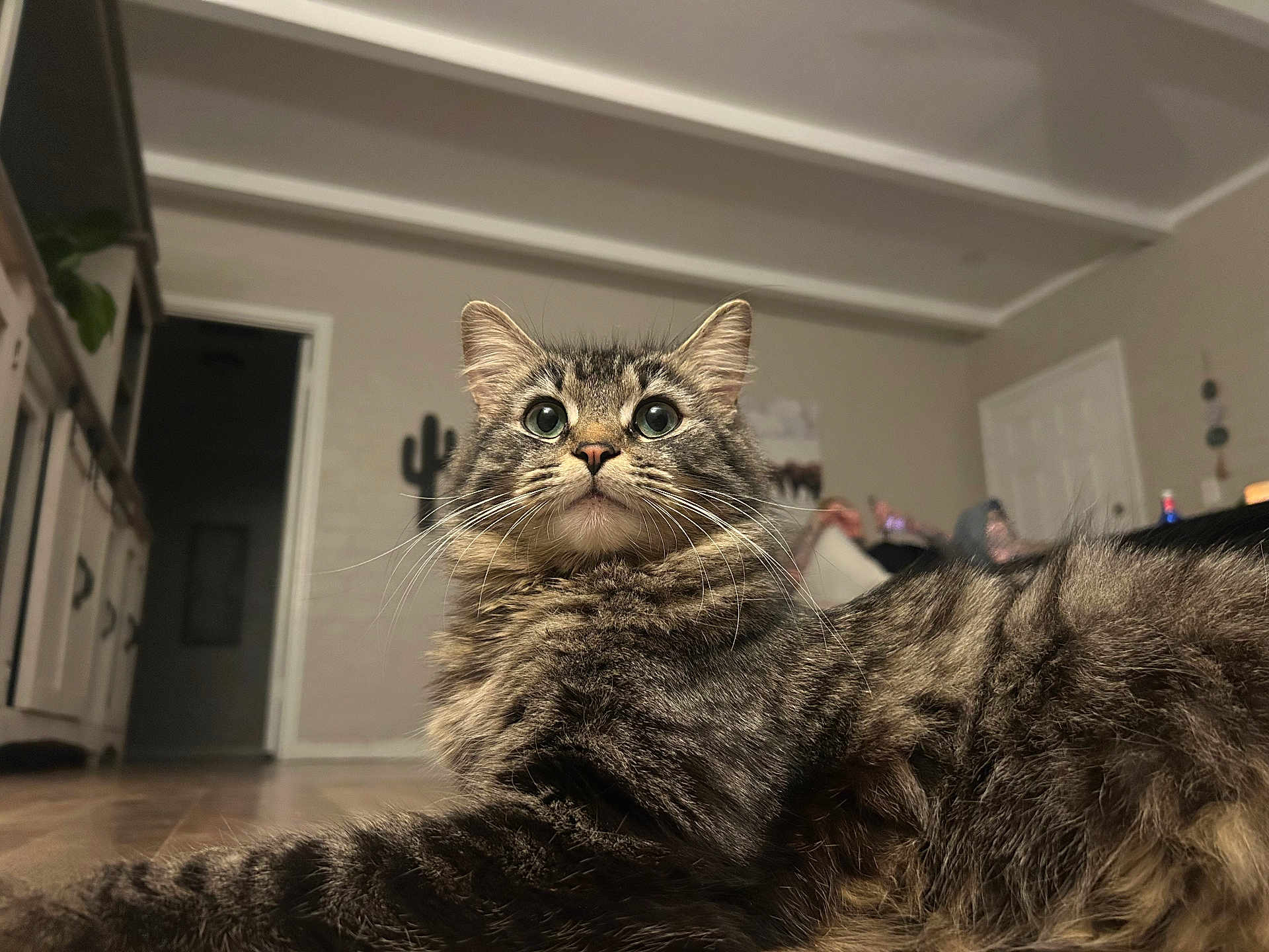 Cleo