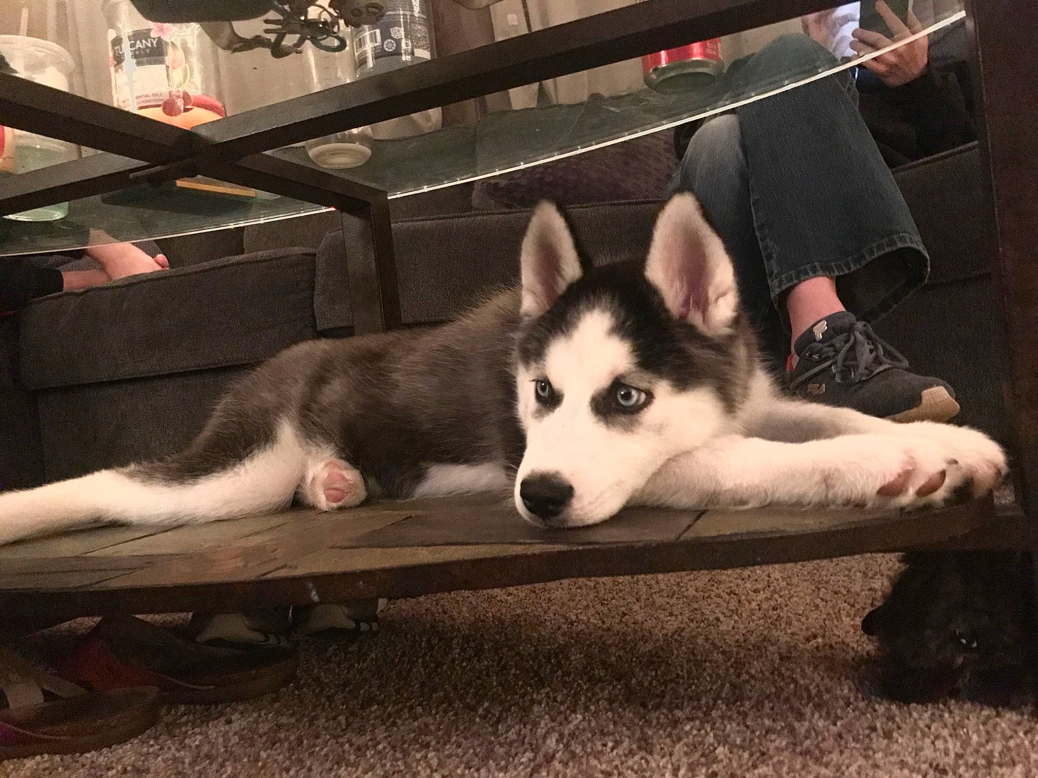 Chloe joined the competition — help win amazing prizes! canidae, carnivore, dog, dog_breed, dog_supply, foot, fur, pet_supply, sandal, sled_dog, snout, square, vertebrate, working_animal, working_dog